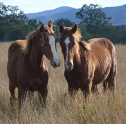 Peppy Park foals at the nursery
